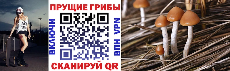 Псилоцибиновые грибы мицелий  Купить закладки  Елабуга 